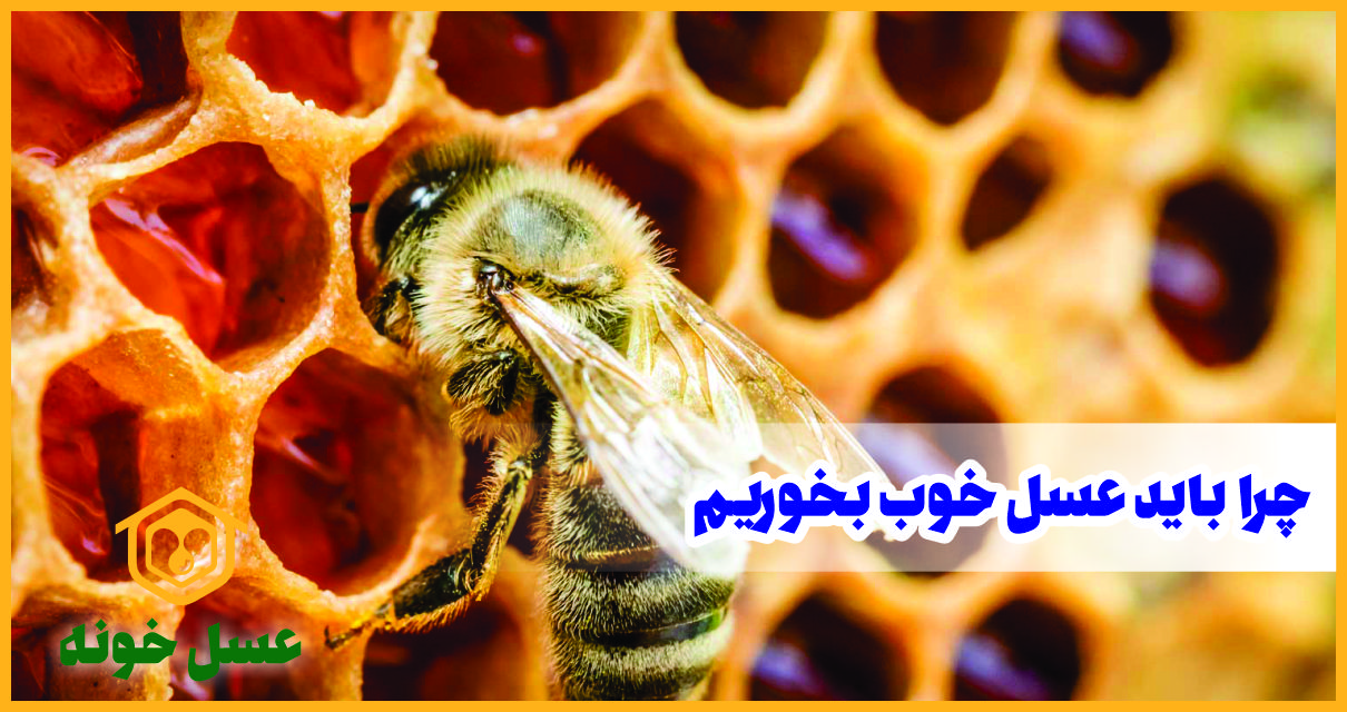 چرا باید عسل خوب بخوریم؟ | معجزه‌ای از دل طبیعت